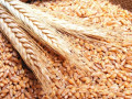 البورصة العالمية ومزيدا من التفاصيل حول تداولات القمح