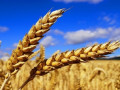 توقعاتنا تشير إلى ارتداد مؤقتة لأسعار القمح